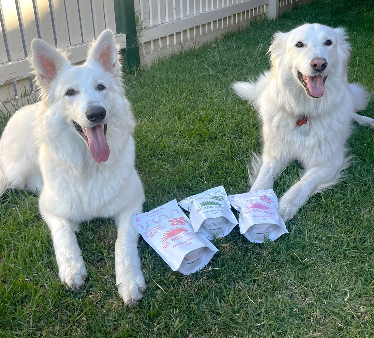 PRESS RELEASE: No Bad Days Pet Food Launches “Plate for a Mate” Initiative: Feeding Dogs in Need with Every Purchase