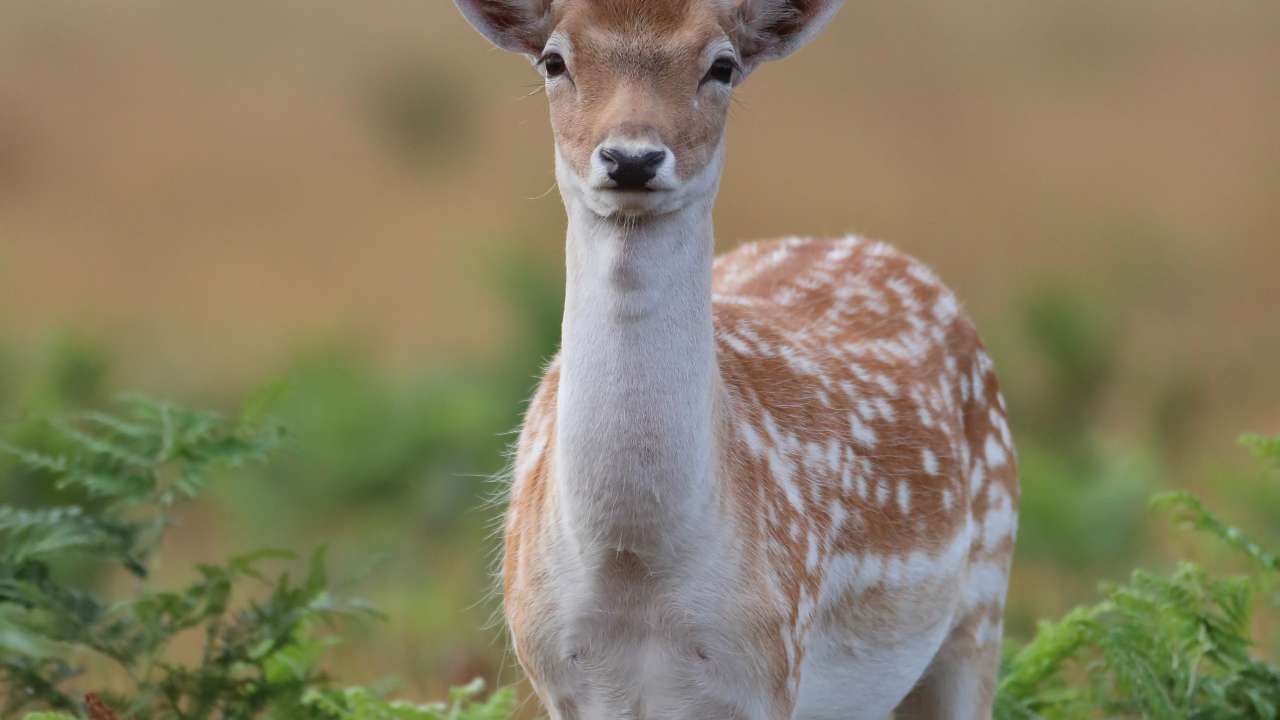 PRESS RELEASE: Survey confirms deer growth in line with expectations – hunting critical to control