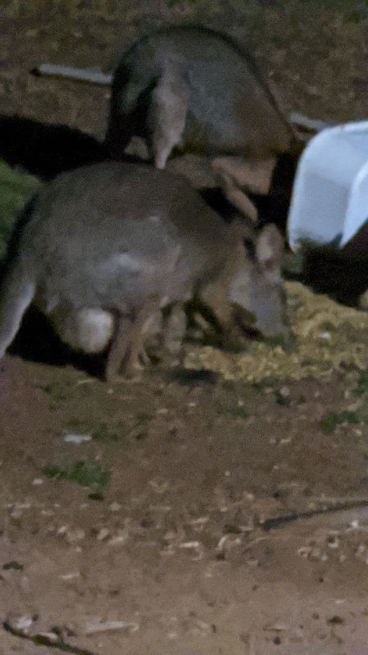 PRESS RELEASE: Australia rallies for Kangaroo Jack after entire shelter killed by dogs.