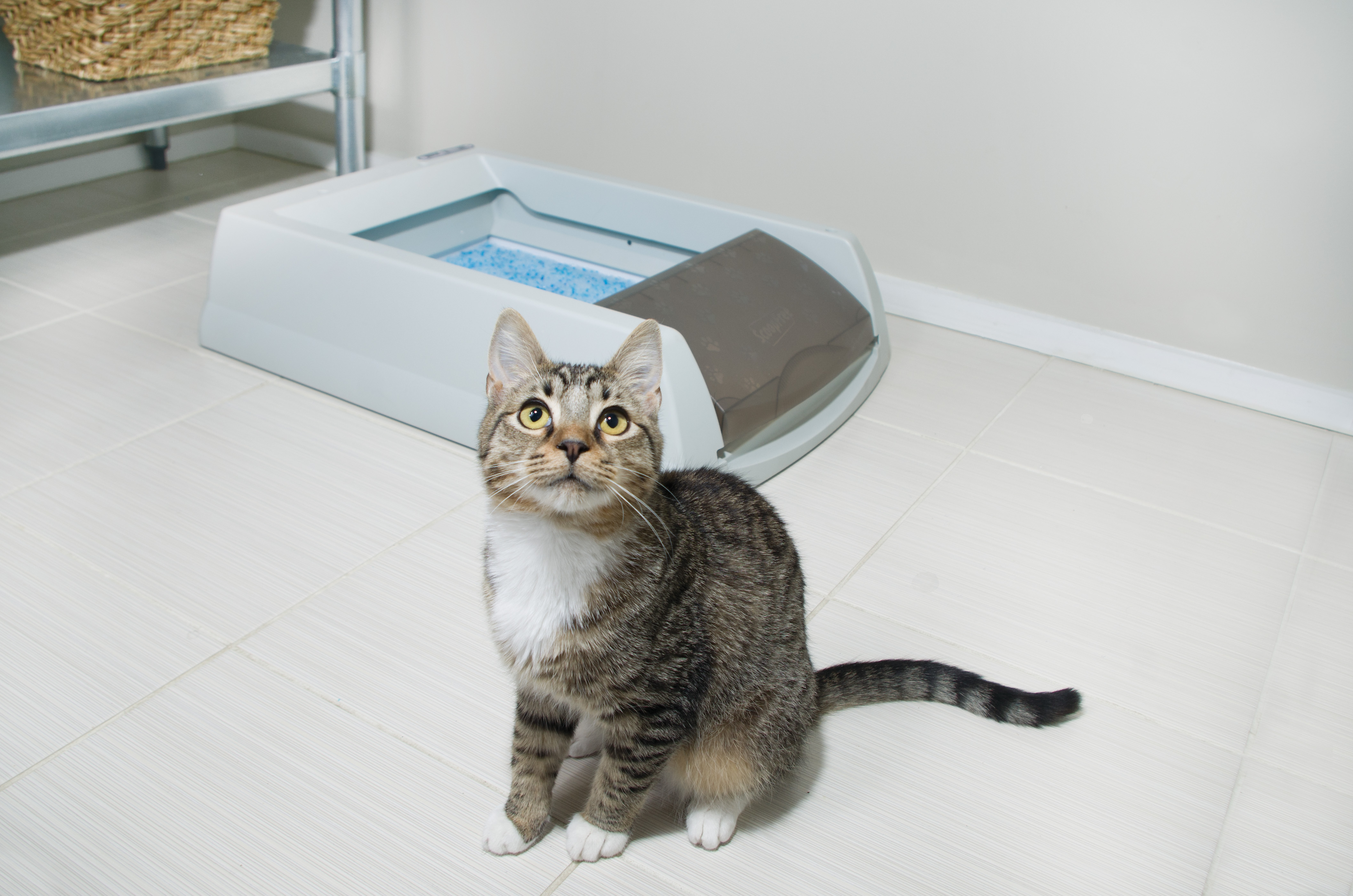 PRESS RELEASE: TOP 5 PRODUCTS TO PREPARE FOR YOUR NEW PET