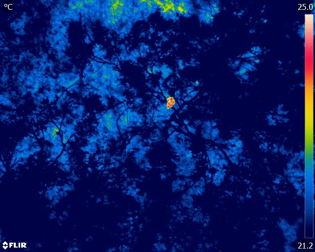 PRESS RELEASE: How thermal imaging surveys can help Koalas