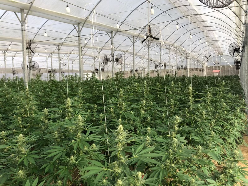 PRESS RELEASE: Queensland company secures first legal import of Cannabis from South America into Australia