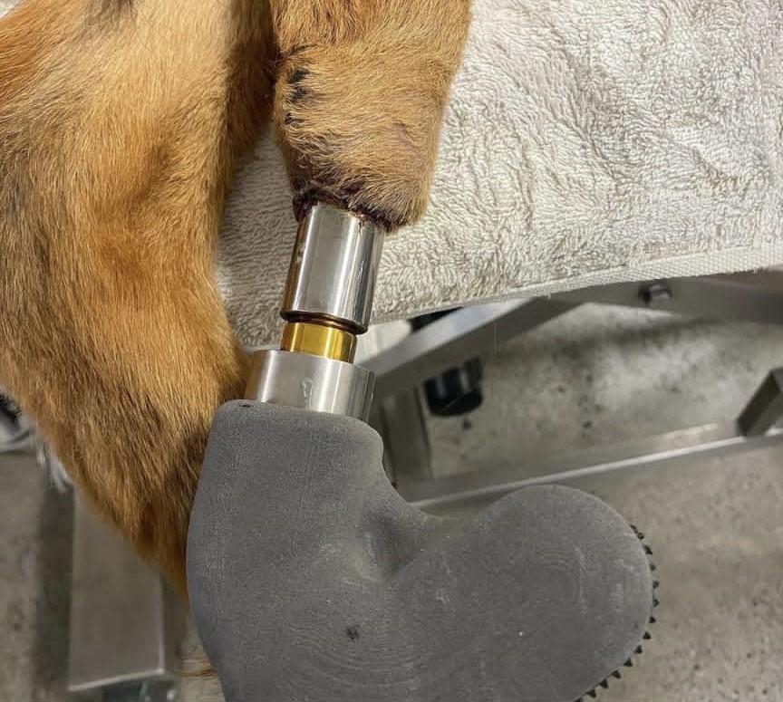 PRESS RELEASE: Professor Al Muderis and Osseointegration International support veterinary orthopaedic surgeons in treating companion animals