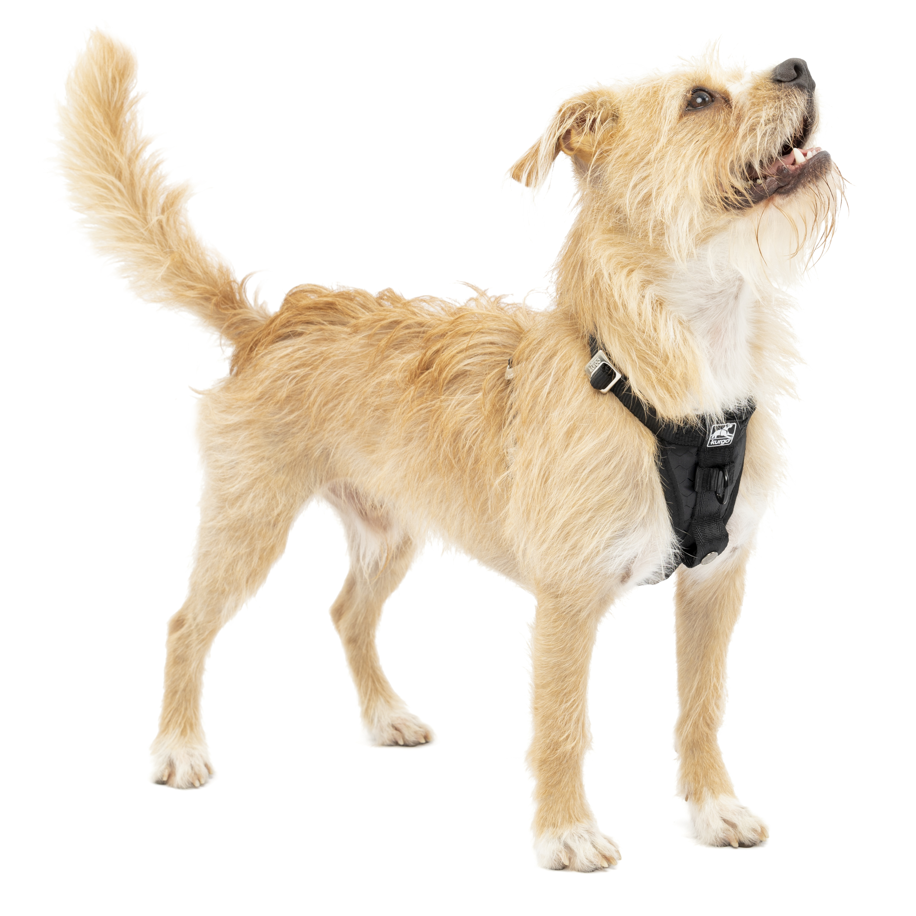 PRESS RELEASE: Why You Need to Restrain Your Dog in the Car