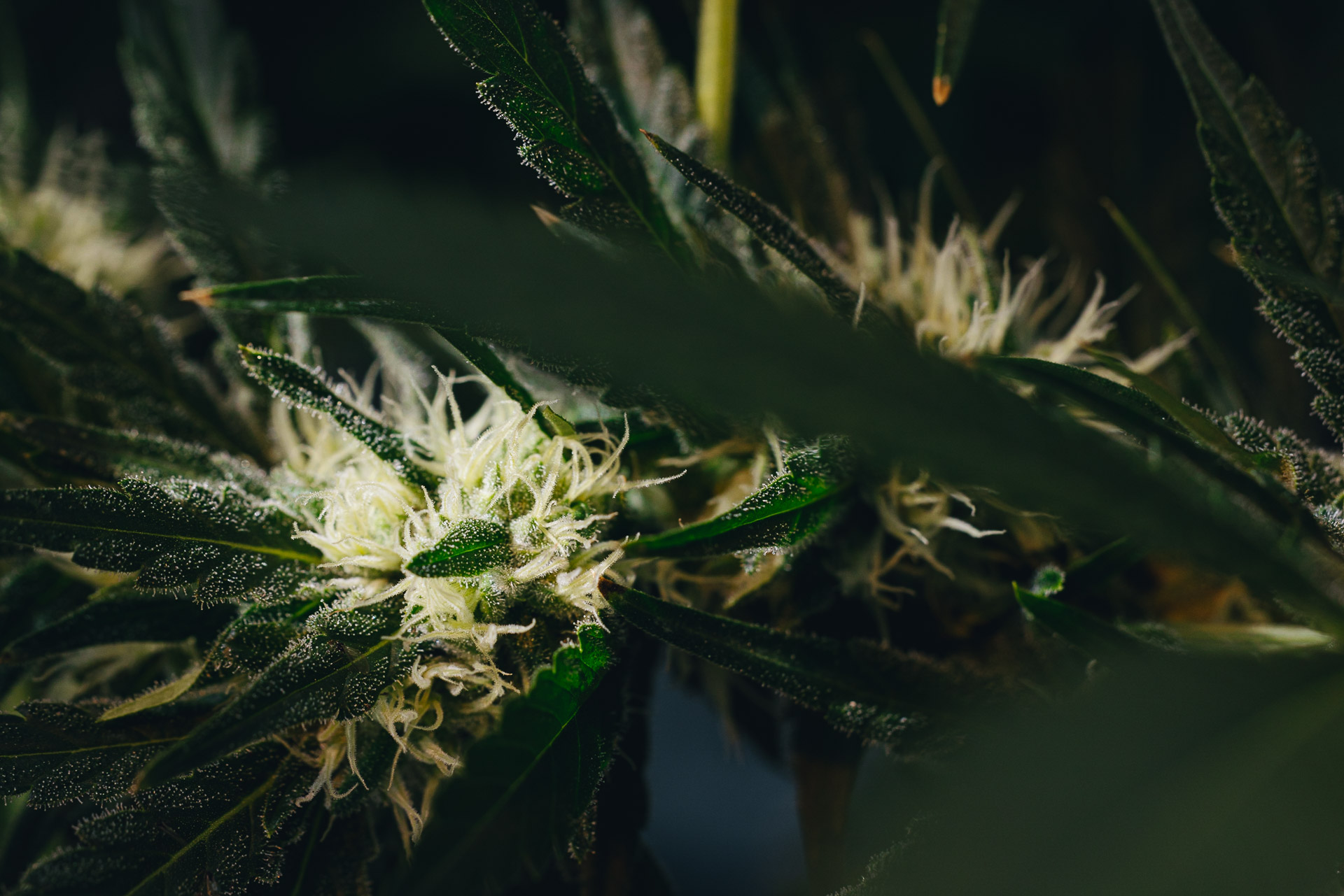 PRESS RELEASE: Putting Australian Cannabis Patients First