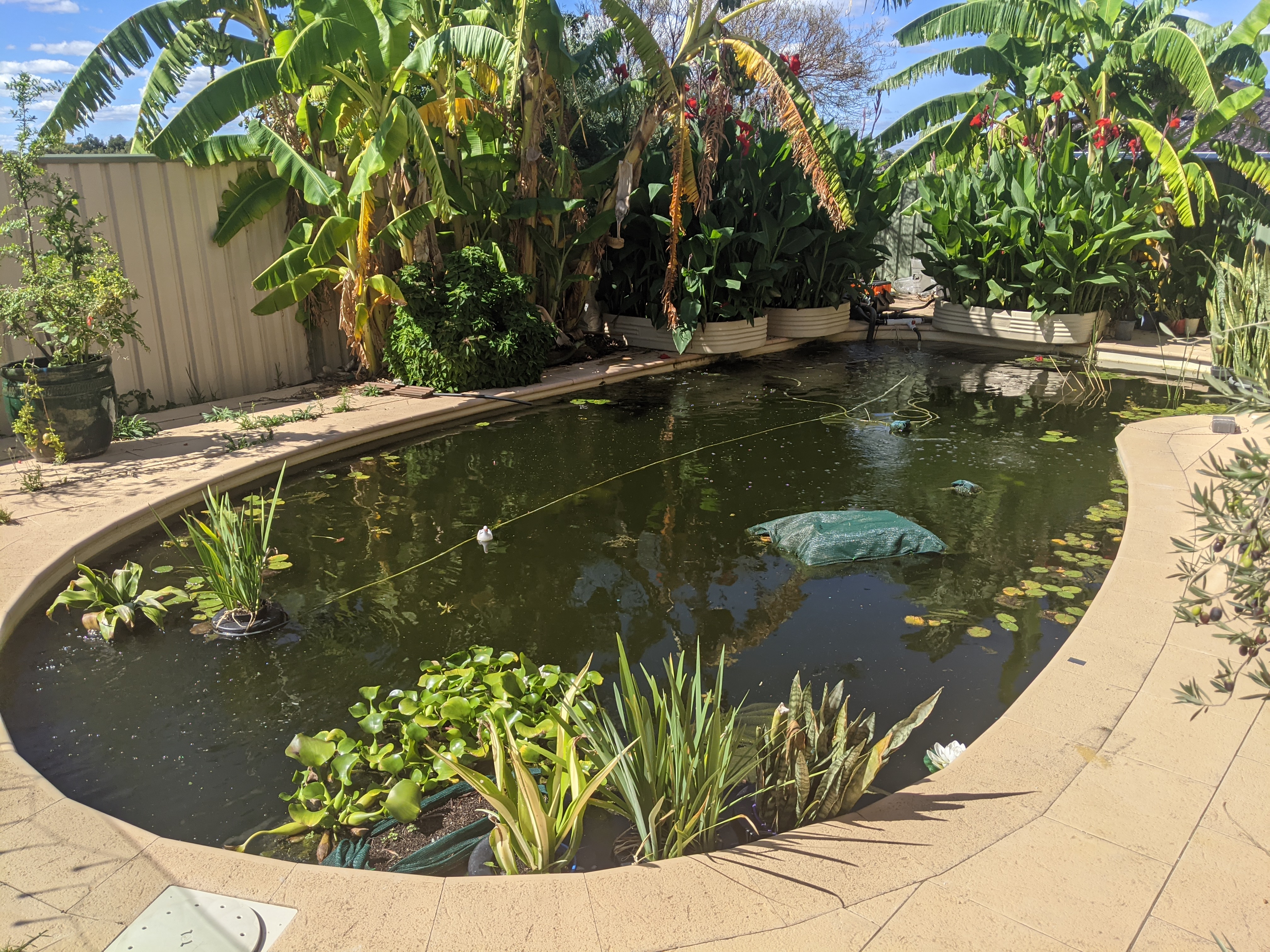 PRESS RELEASE: How a Pool-to-Pond Conversion Can Bring Nature to Your Backyard!