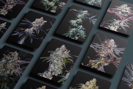 PRESS RELEASE: Medicinal Cannabis: Record 49 New Genetics entering Australian Market