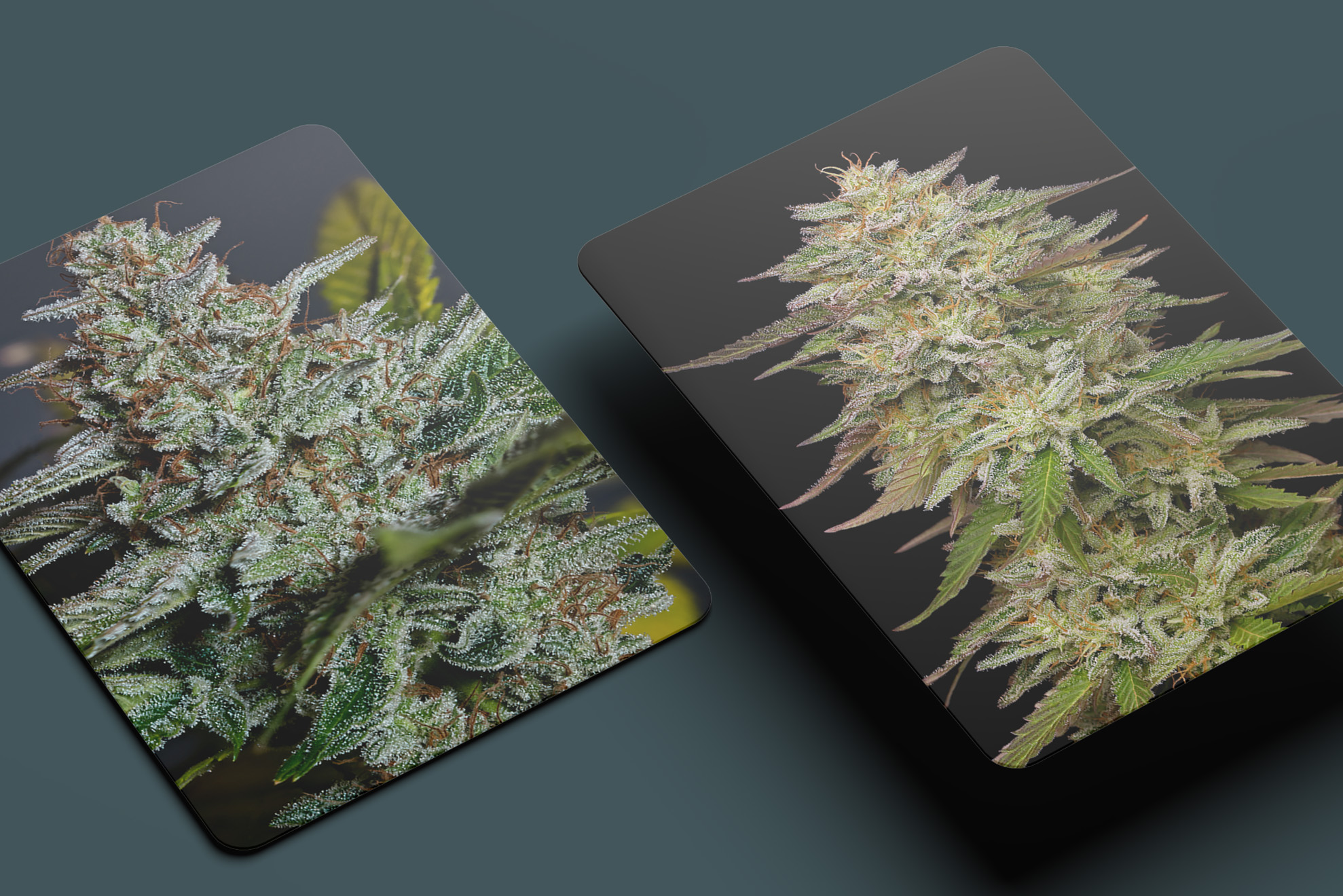 PRESS RELEASE: Medicinal Cannabis: Blue Skies and Golden Sands