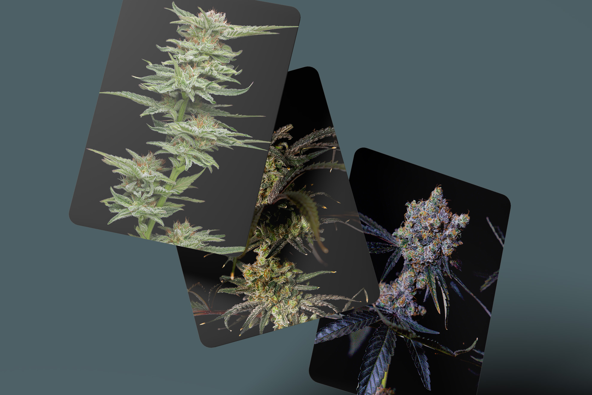 PRESS RELEASE: Medicinal Cannabis: New Varieties Just Arrived in Australia