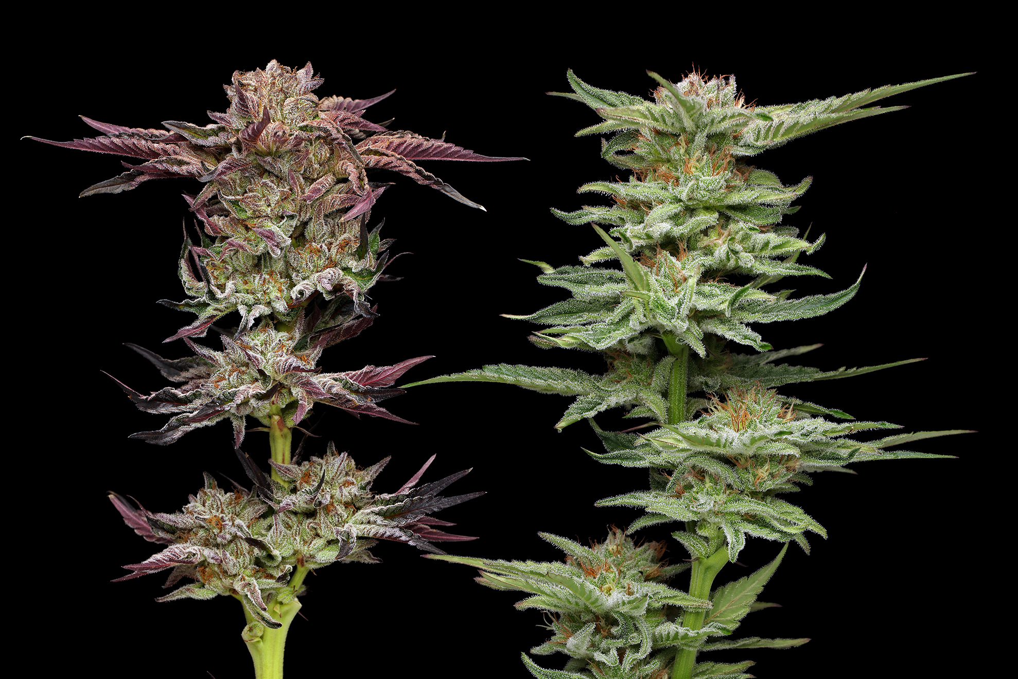 PRESS RELEASE: Medicinal Cannabis: Jelly Donutz and Blueberry Muffin