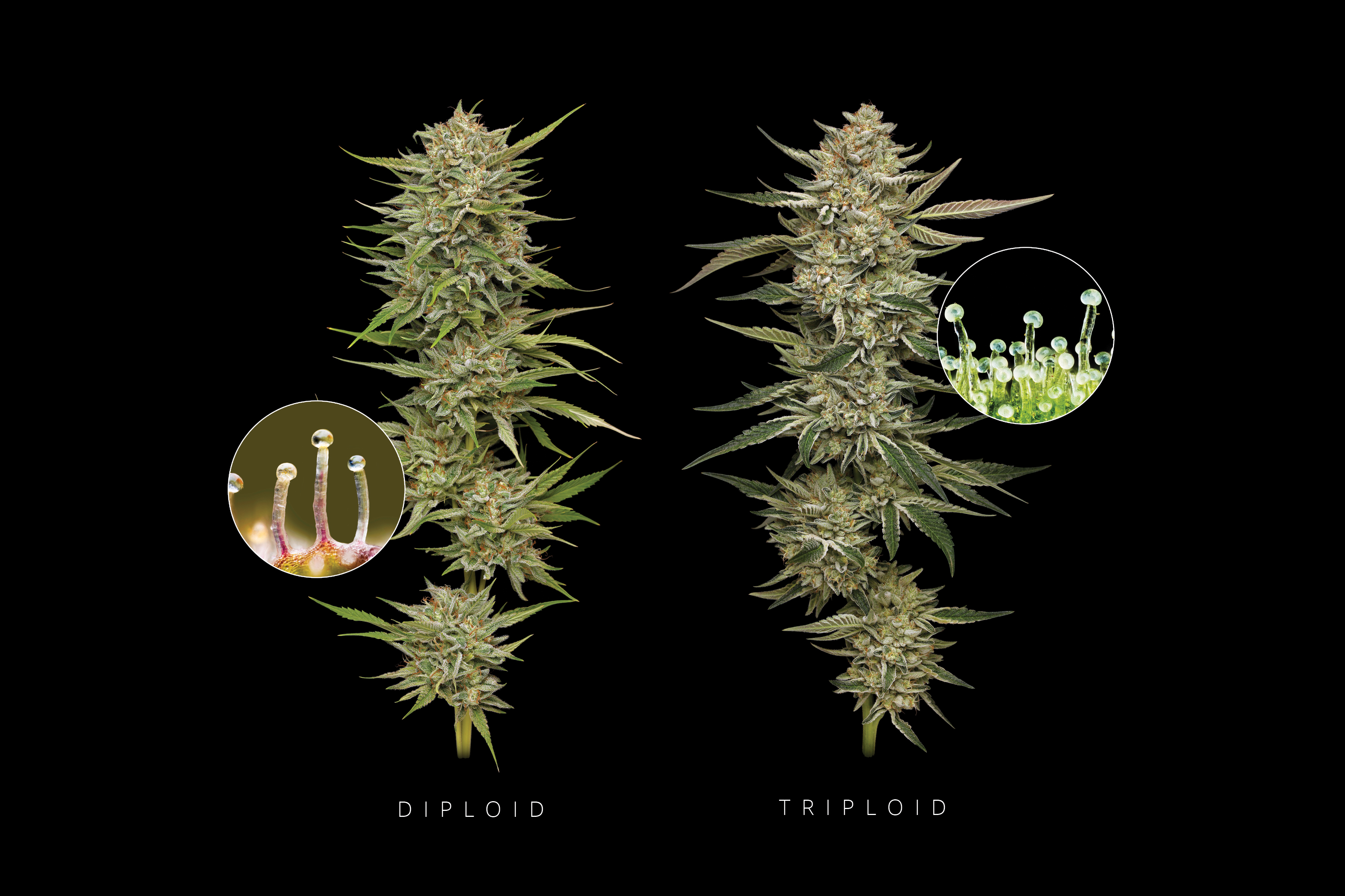 PRESS RELEASE: Medicinal Cannabis: Triploids Now Available in Australia