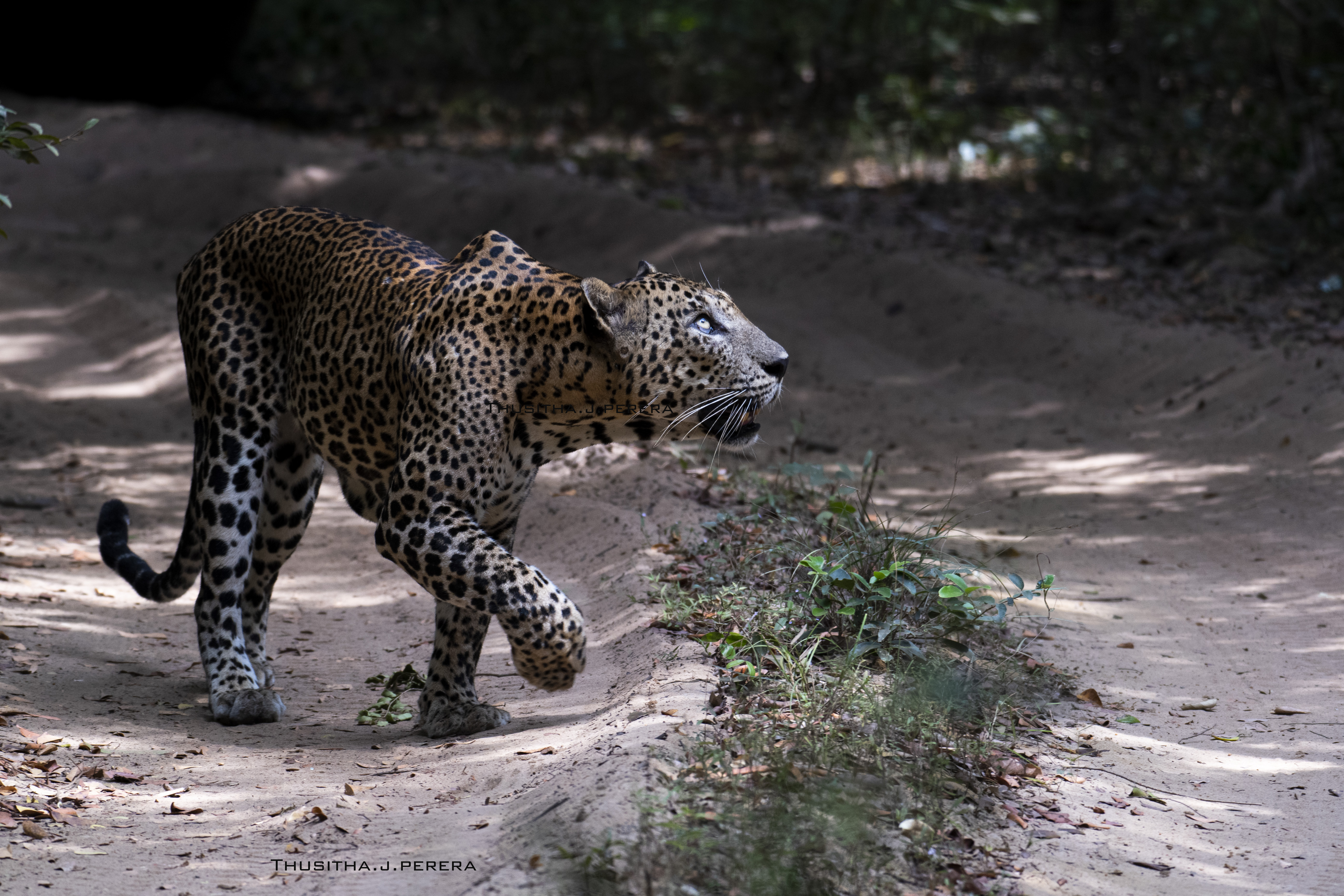 PRESS RELEASE: Sri Lanka: Asia’s Hidden Safari Gem