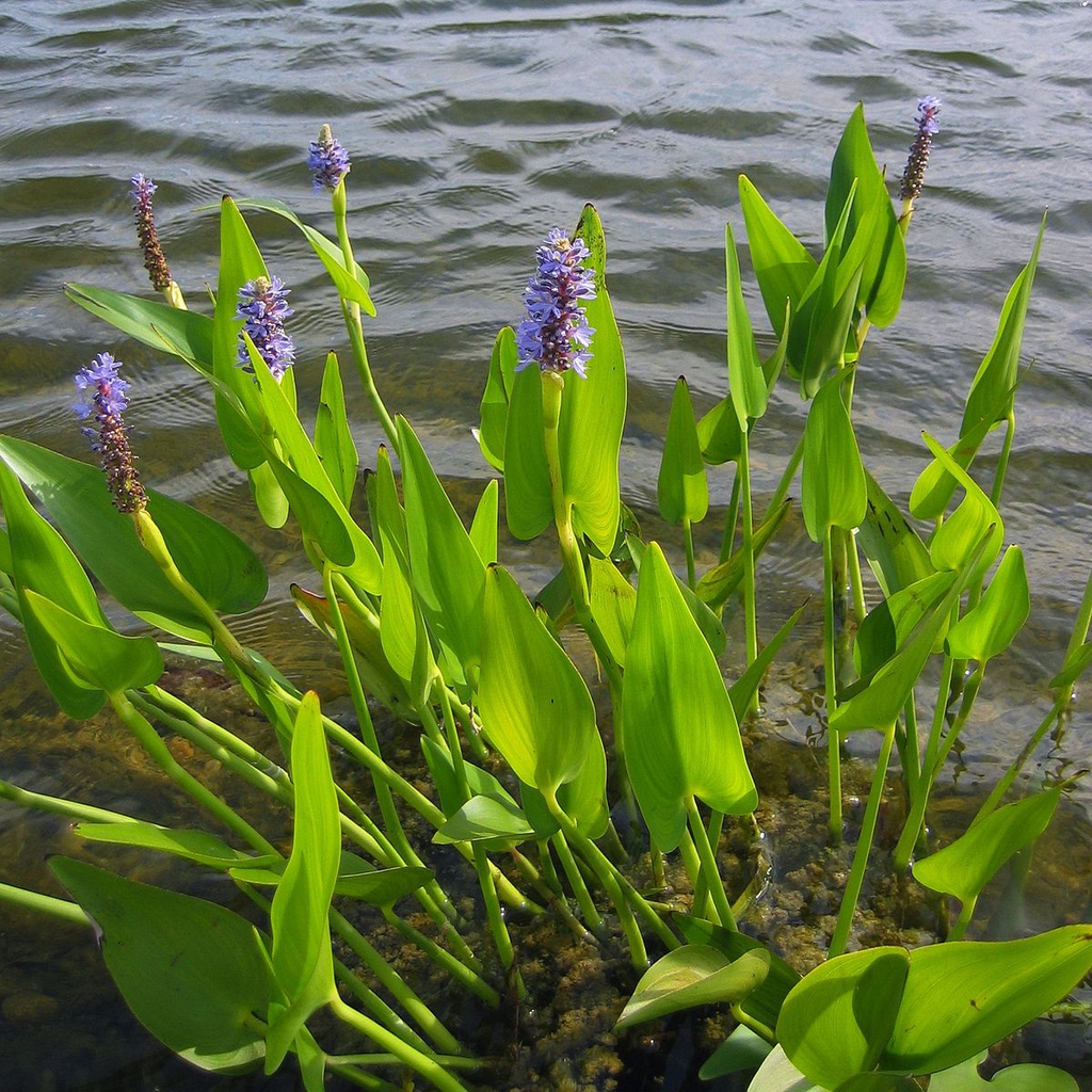 PRESS RELEASE: Australia’s Top Native Plants: A Natural Solution for Healthy Ponds, Natural Pools and Dams