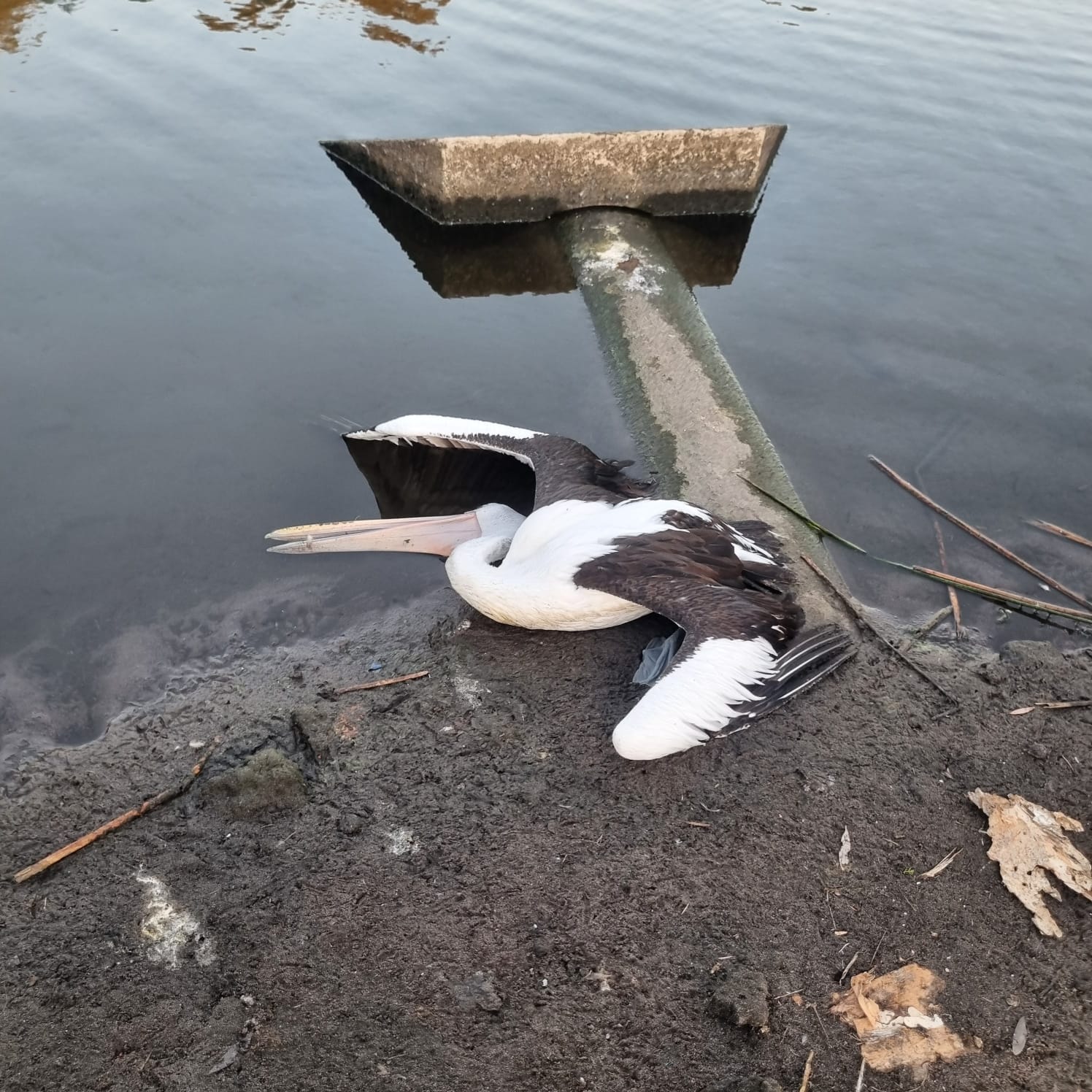 PRESS RELEASE: Bird Lives saved as City and Biologist join forces and halts deadly outbreak in Perth Lake