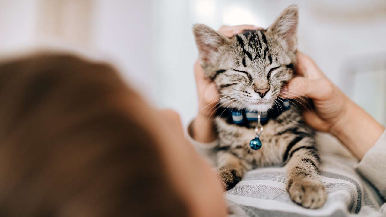PRESS RELEASE: What people get wrong about senior cats (and what they get right)