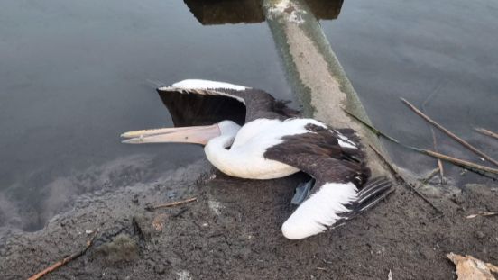PRESS RELEASE: Deadly Bird Outbreak Defeated by City and Biologists in Perth Lake Rescue