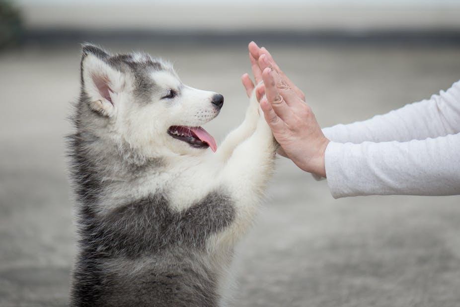 PRESS RELEASE: Healthy Habitat®, the Revolutionary 3-in-1 Cleaner, Disinfectant, and Deodorizer, is the Top New Release by The PetLab®