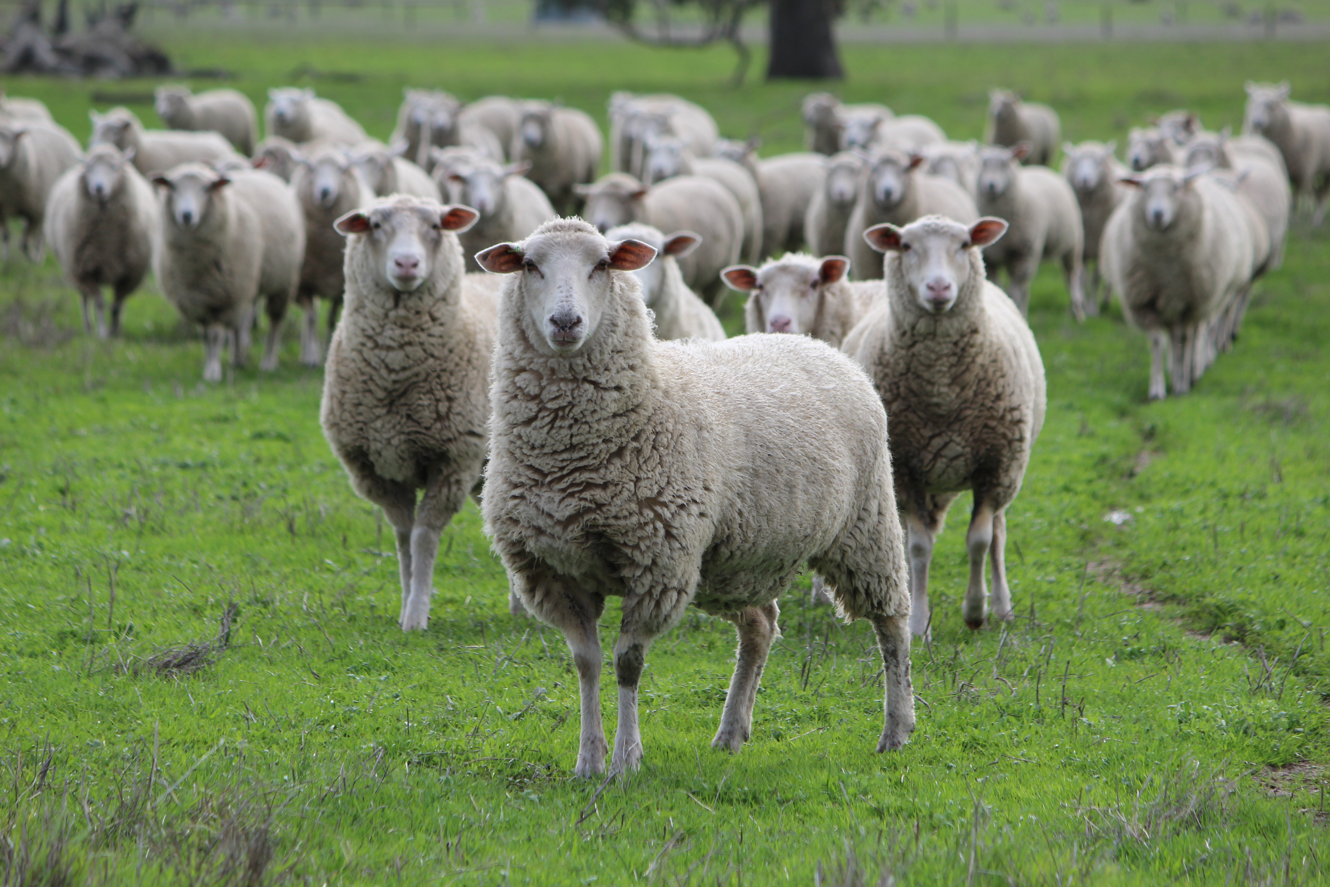 PRESS RELEASE: Regulin launches first TV ad campaign on Prime7  during return of Farmer Wants A Wife