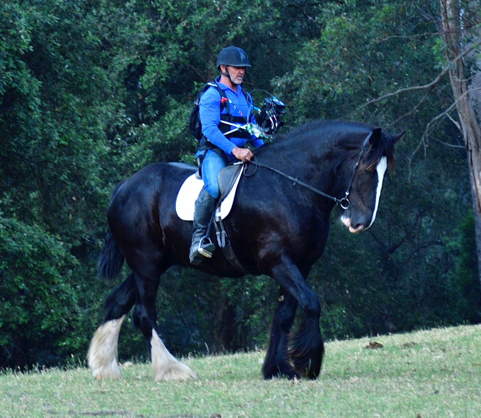 PRESS RELEASE: Horses Birthday 1st August