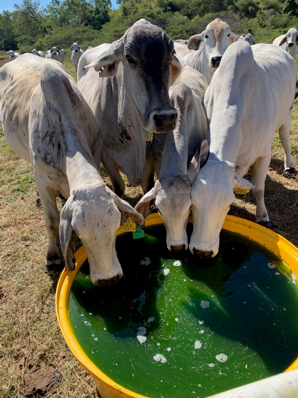 PRESS RELEASE: Breakthrough Cow Methane Reduction Product Released – Cost Effective, Natural and Commercially Available.