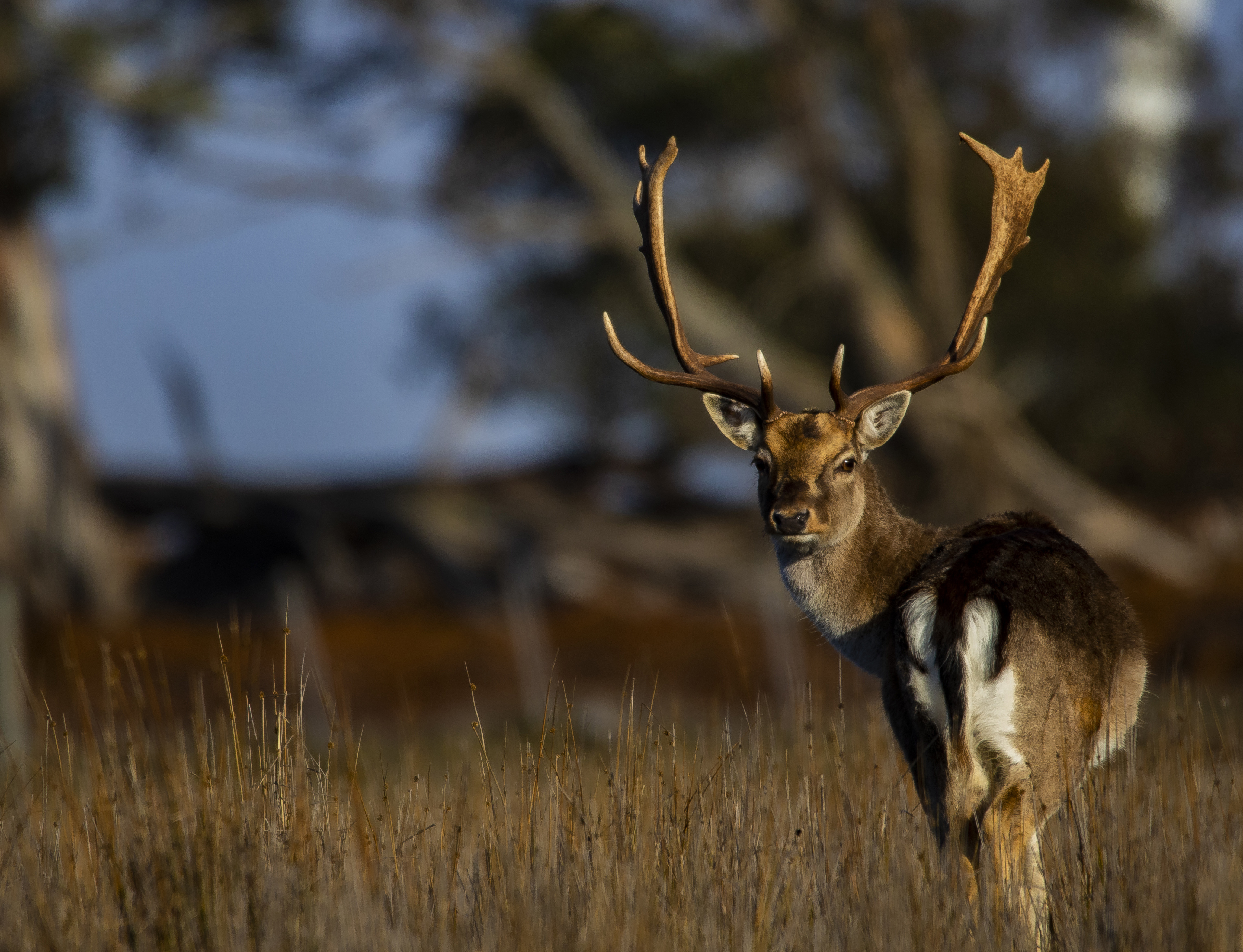 PRESS RELEASE: Game managers and hunters welcome Tasmania’s bold and progressive new deer plan