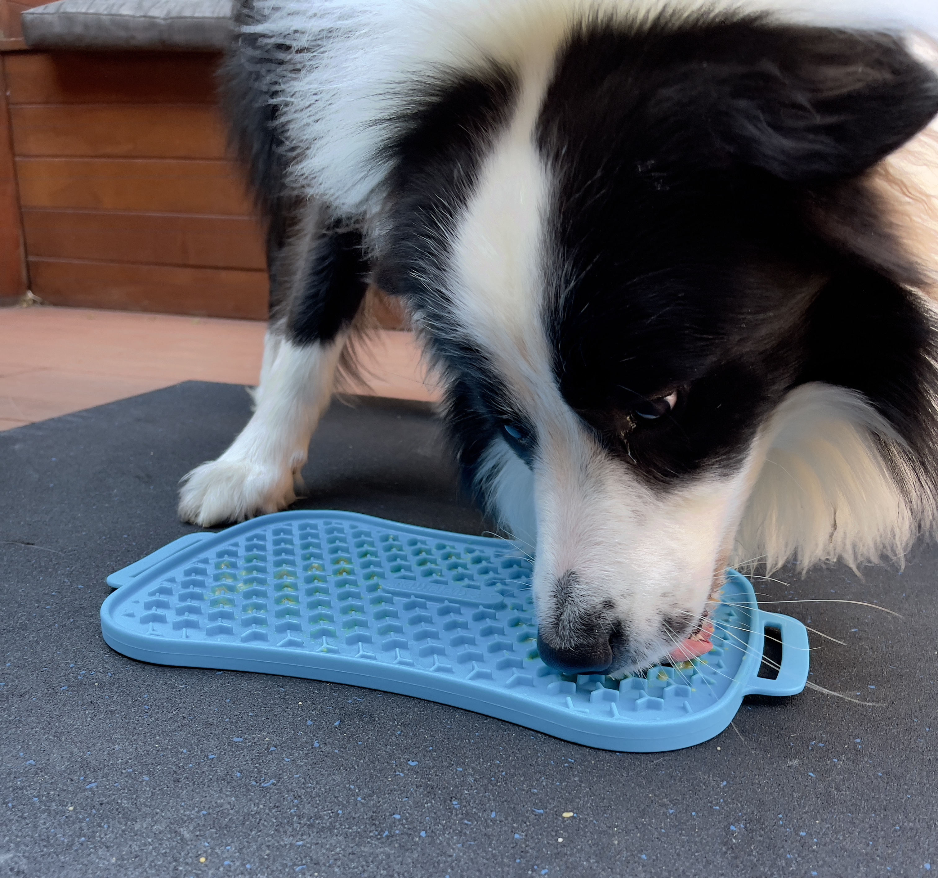 PRESS RELEASE: Super Feedy Launches Revolutionary 4-in-1 Slow Feeder Dog Bowl!
