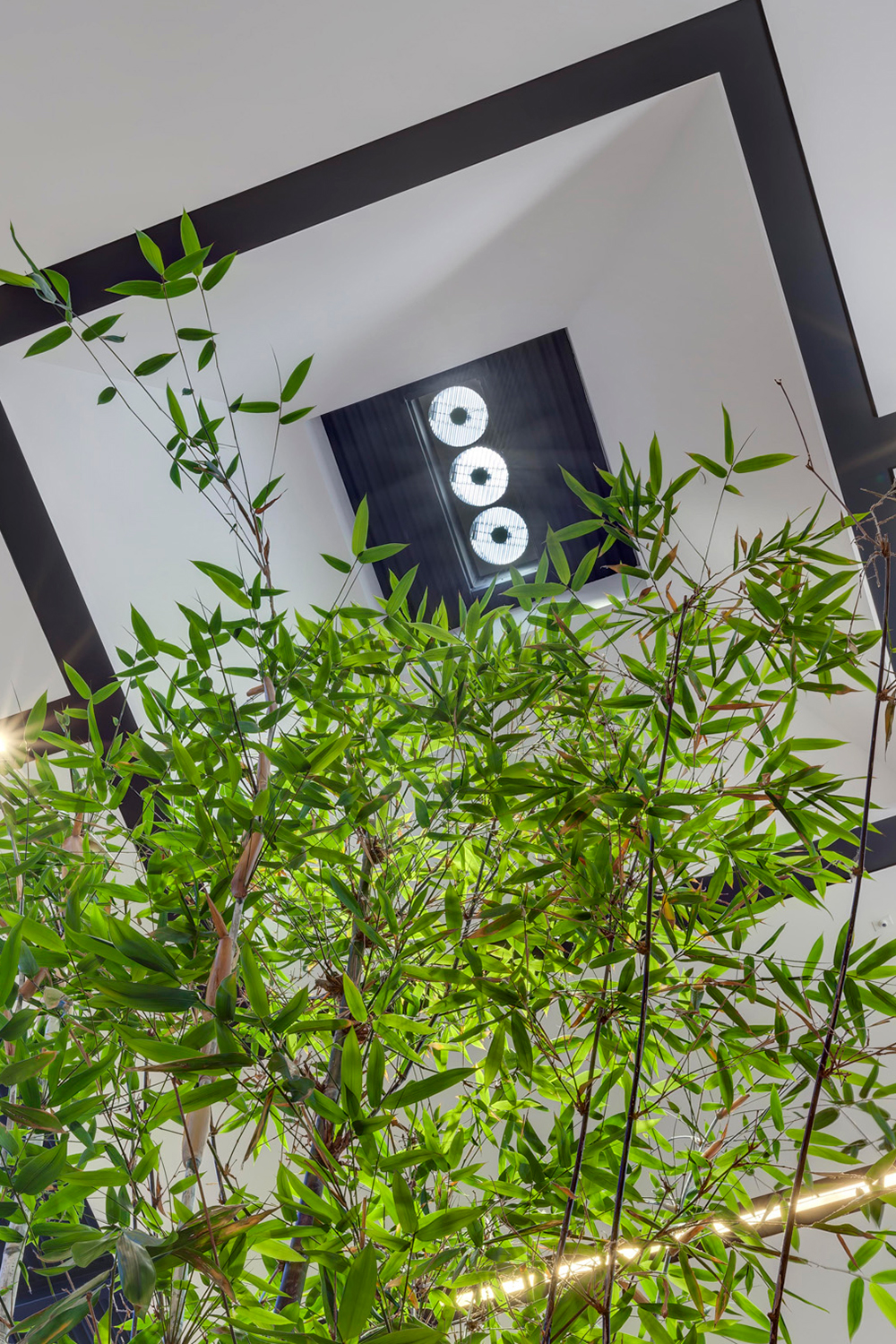 PRESS RELEASE: Pioneer lighting manufacturer LightEFX partners with Scentre Group, operator of Knox Westfield Shopping Centre in Melbourne to jumpstart foundational daylighting project for indoor plant growth