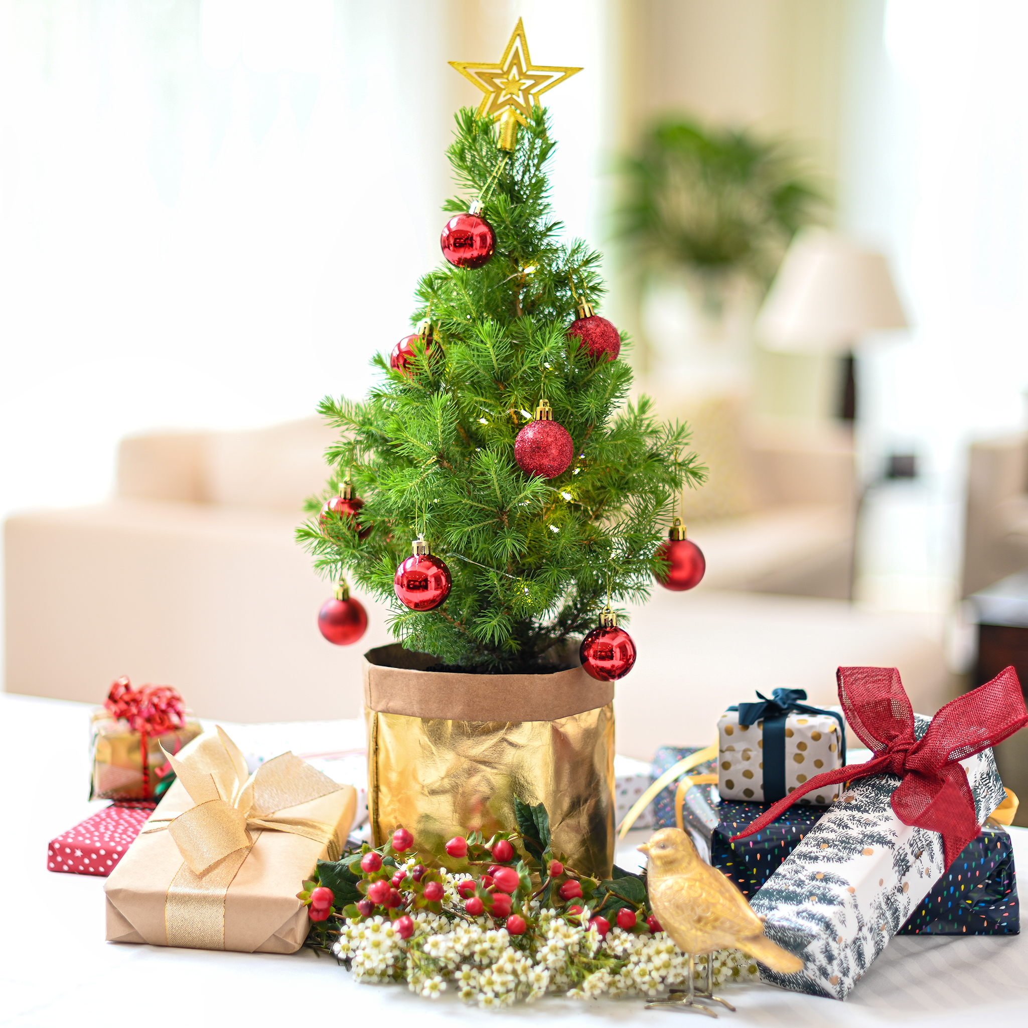 PRESS RELEASE: Discover the eco-friendly alternative to plastic Christmas trees taking Australia by storm