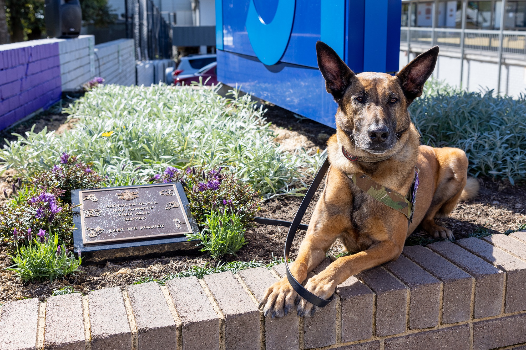 PRESS RELEASE: CRONULLA RSL TO HOST WAR ANIMAL DAY MEMORIAL SERVICE THIS FRIDAY 24th FEBRUARY
