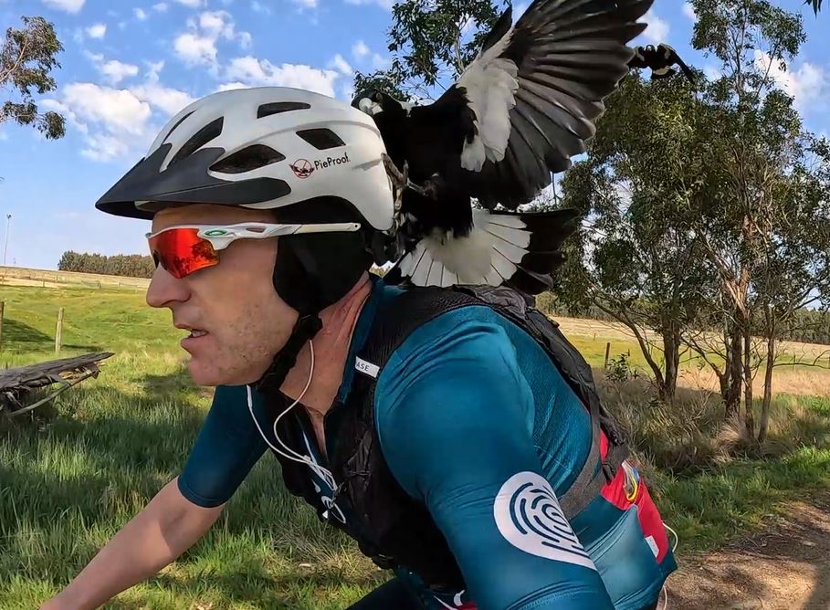 PRESS RELEASE: Australian company launches Anti-Magpie cycle helmet.