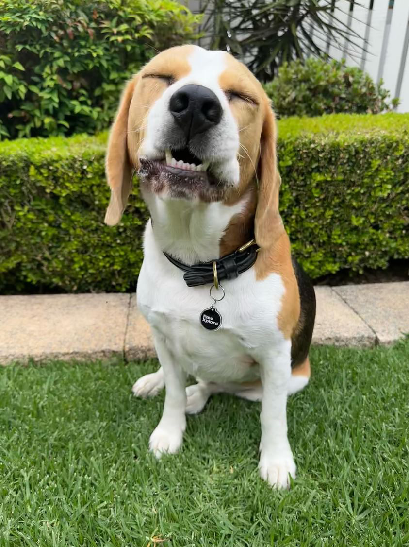 PRESS RELEASE: Paw Xplore Introduces Australia’s First Smart Dog Tag – Revolutionising Pet Safety with Cutting-Edge Technology”
