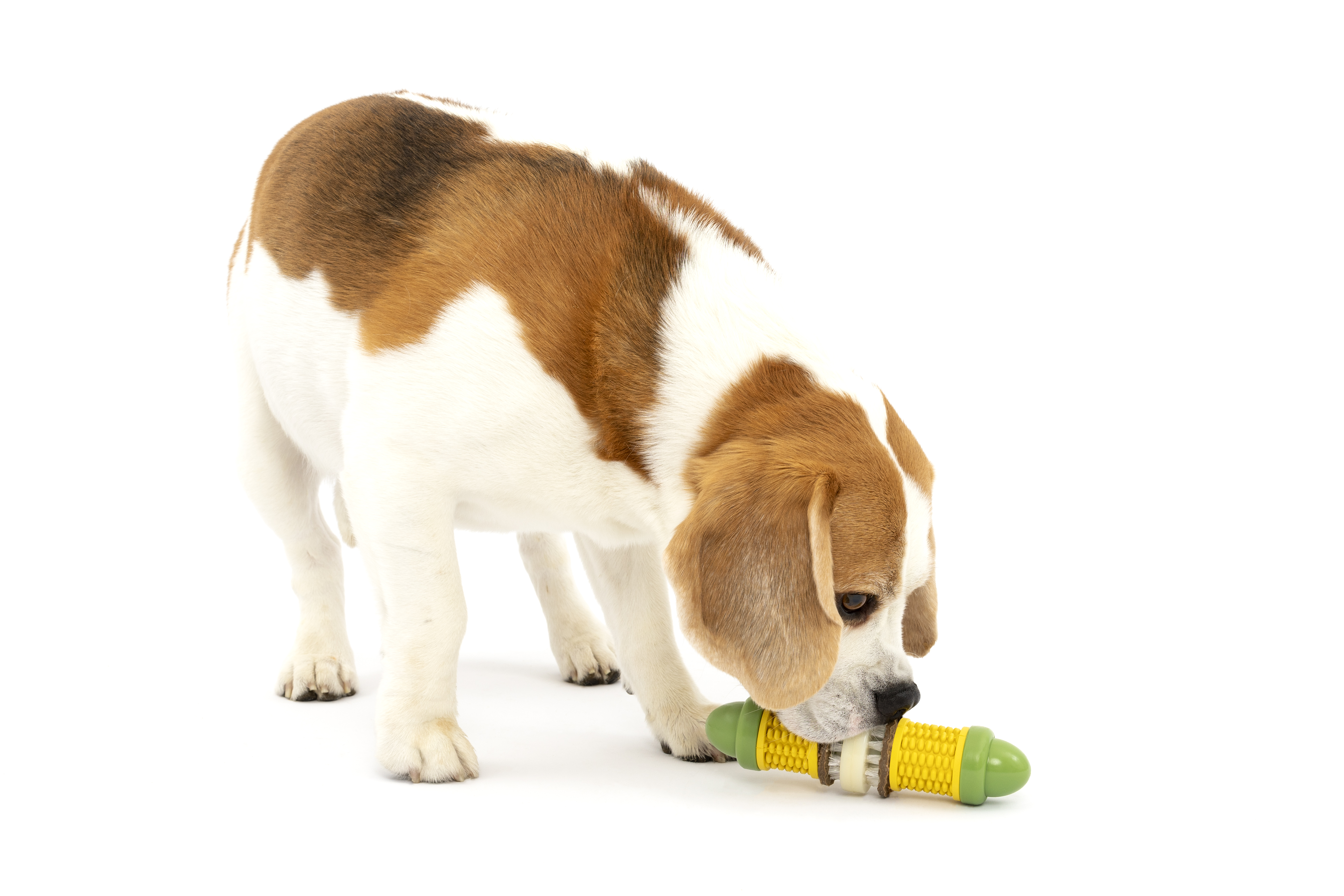 PRESS RELEASE: THE IMPORTANCE OF ENRICHMENT TOYS FOR YOUR FURRY COMPANION