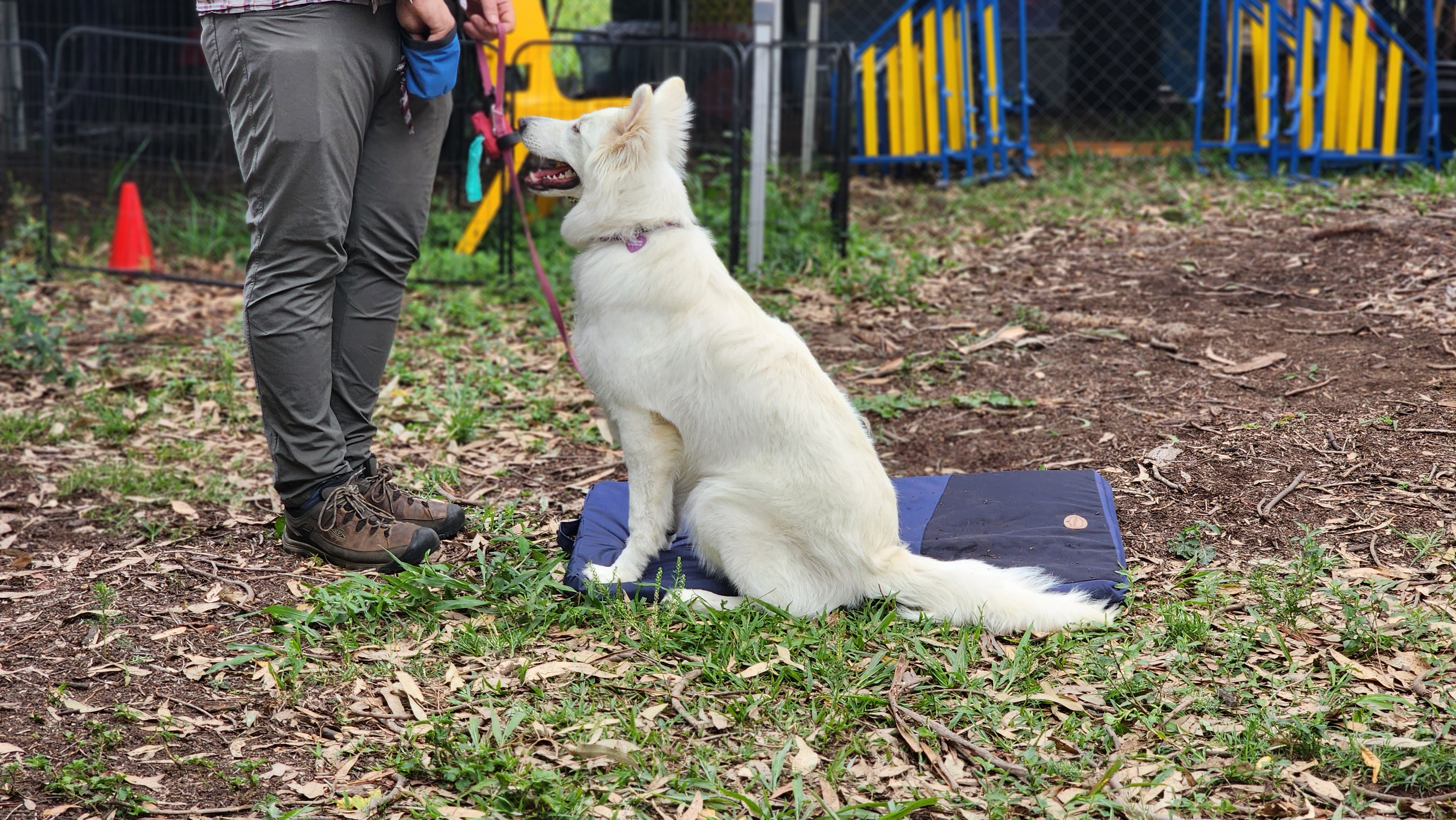 PRESS RELEASE: Paws Claws & Tails Launches Exciting Group Dog Training Classes in the Sunshine Coast