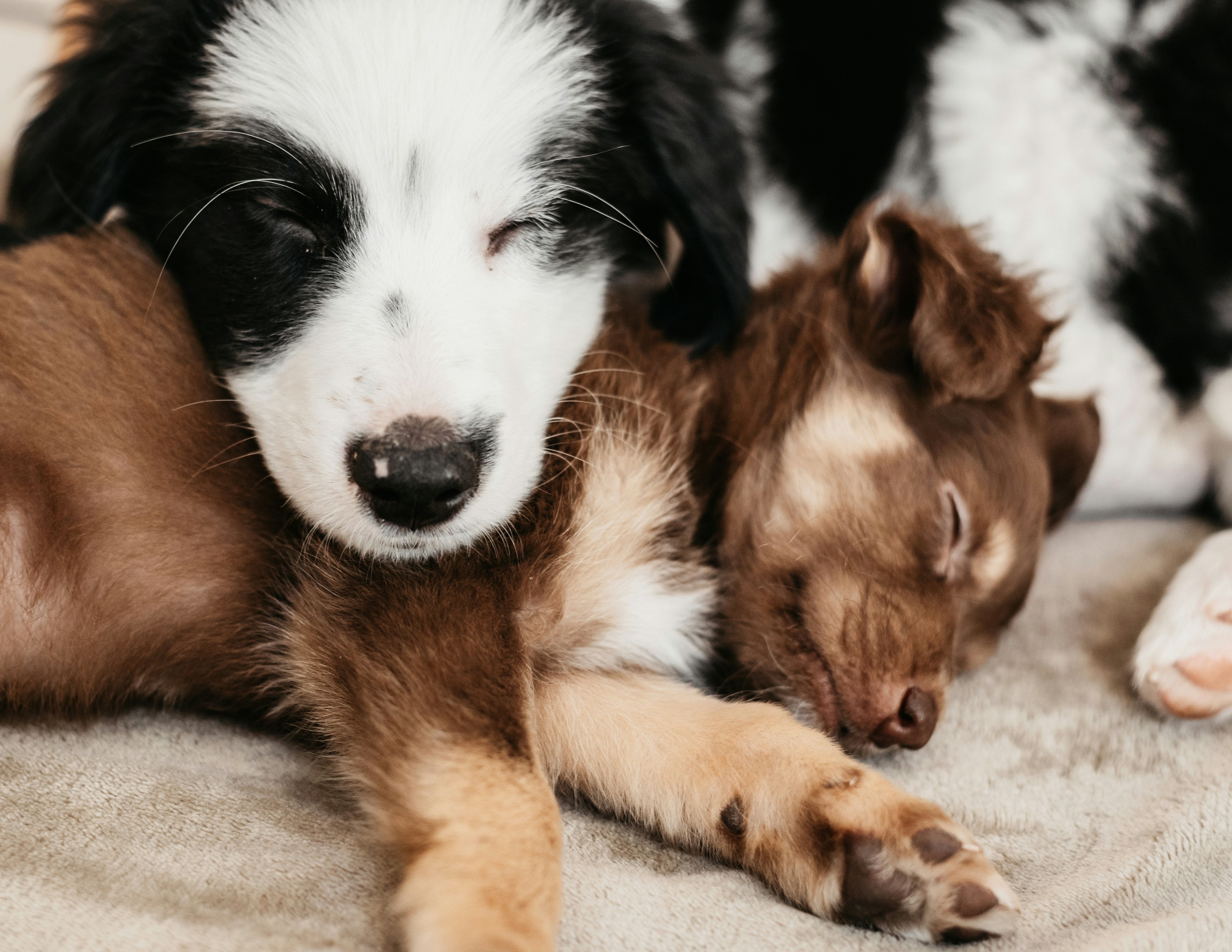PRESS RELEASE: Hill’s Pet Nutrition Australia: 70% of pets face dental decay before age two. Expert vet advice and actionable tips for pet parents