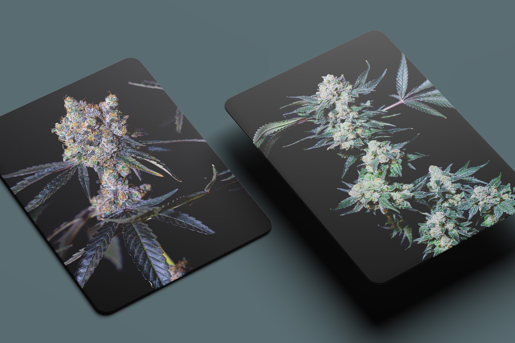 PRESS RELEASE: Medicinal Cannabis: Mangoes, Mint and Papaya