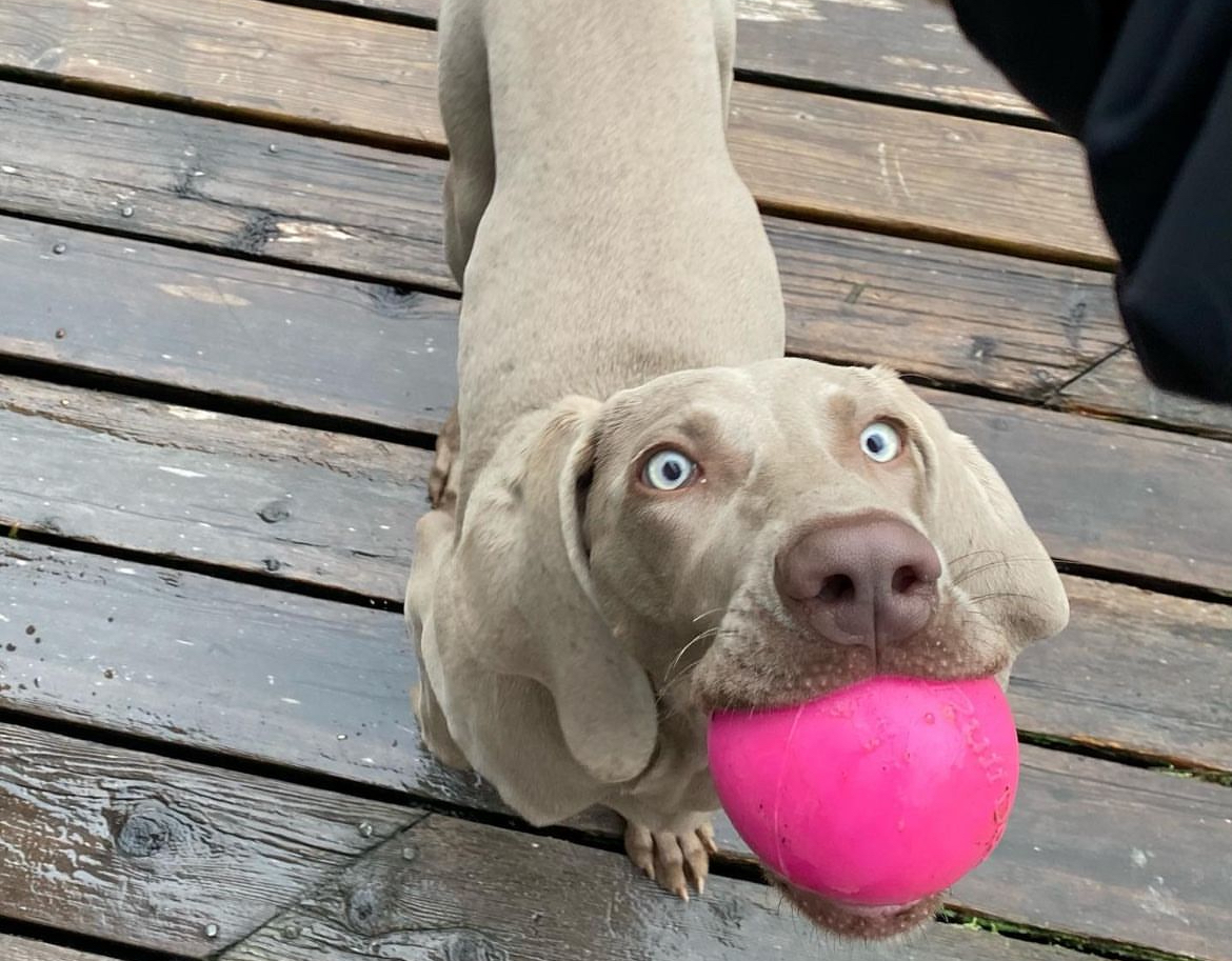 PRESS RELEASE: “Endless Fun: Indestructible Dog Toys with a Lifetime Guarantee Take Australia by Storm”